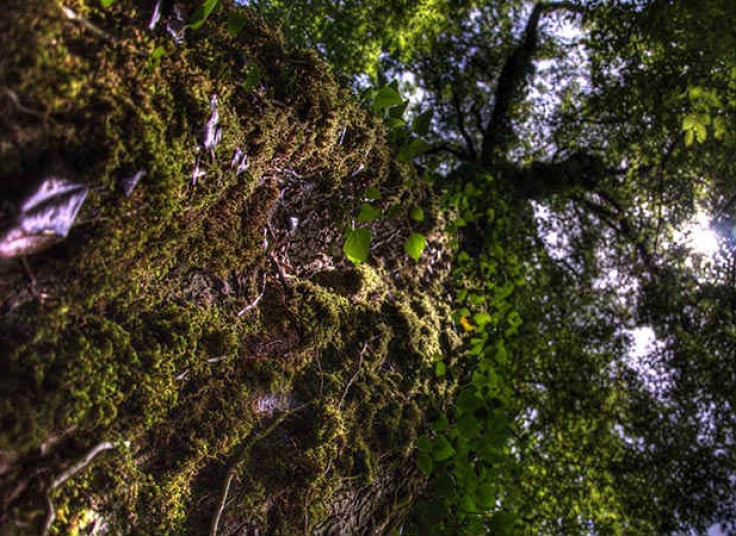 چهار تور مسافرتی یکروزه